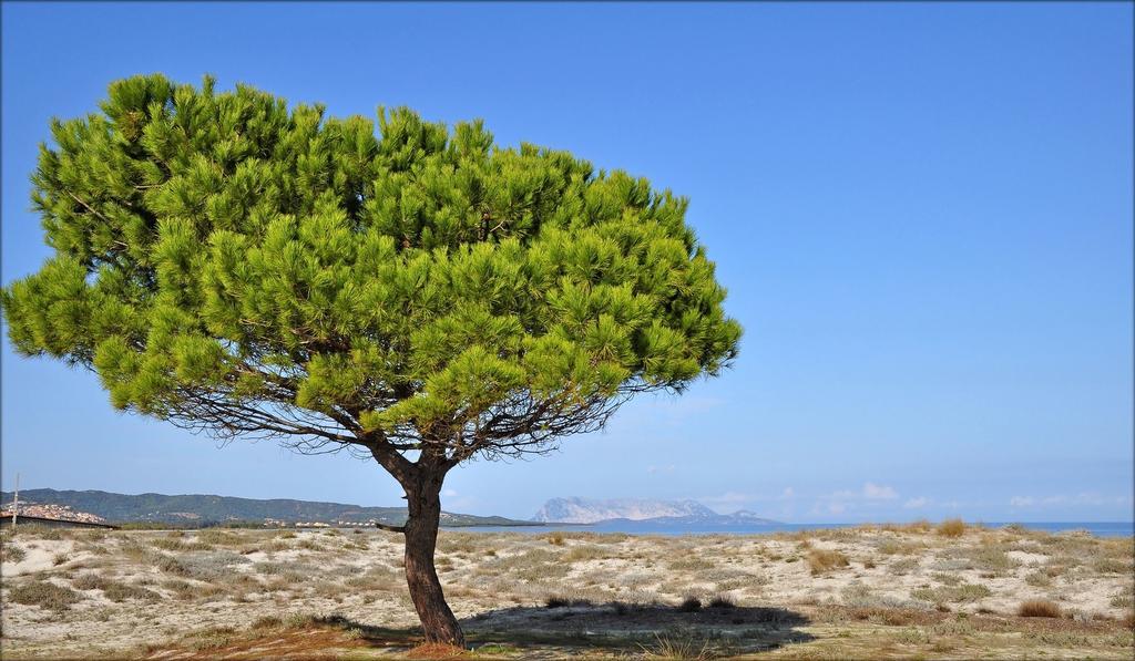 Appartamenti Le Magnolie Budoni Eksteriør bilde